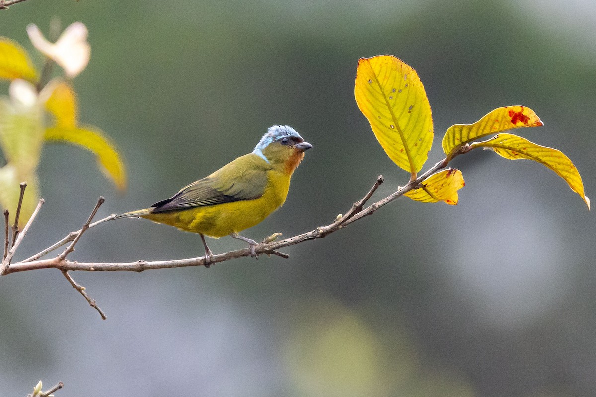 Elegant Euphonia - ML618518548