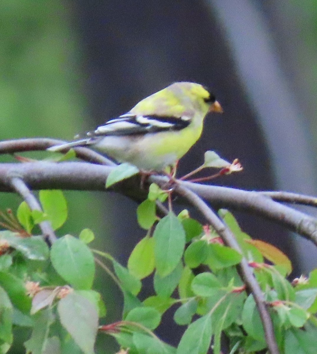 Chardonneret jaune - ML618518579