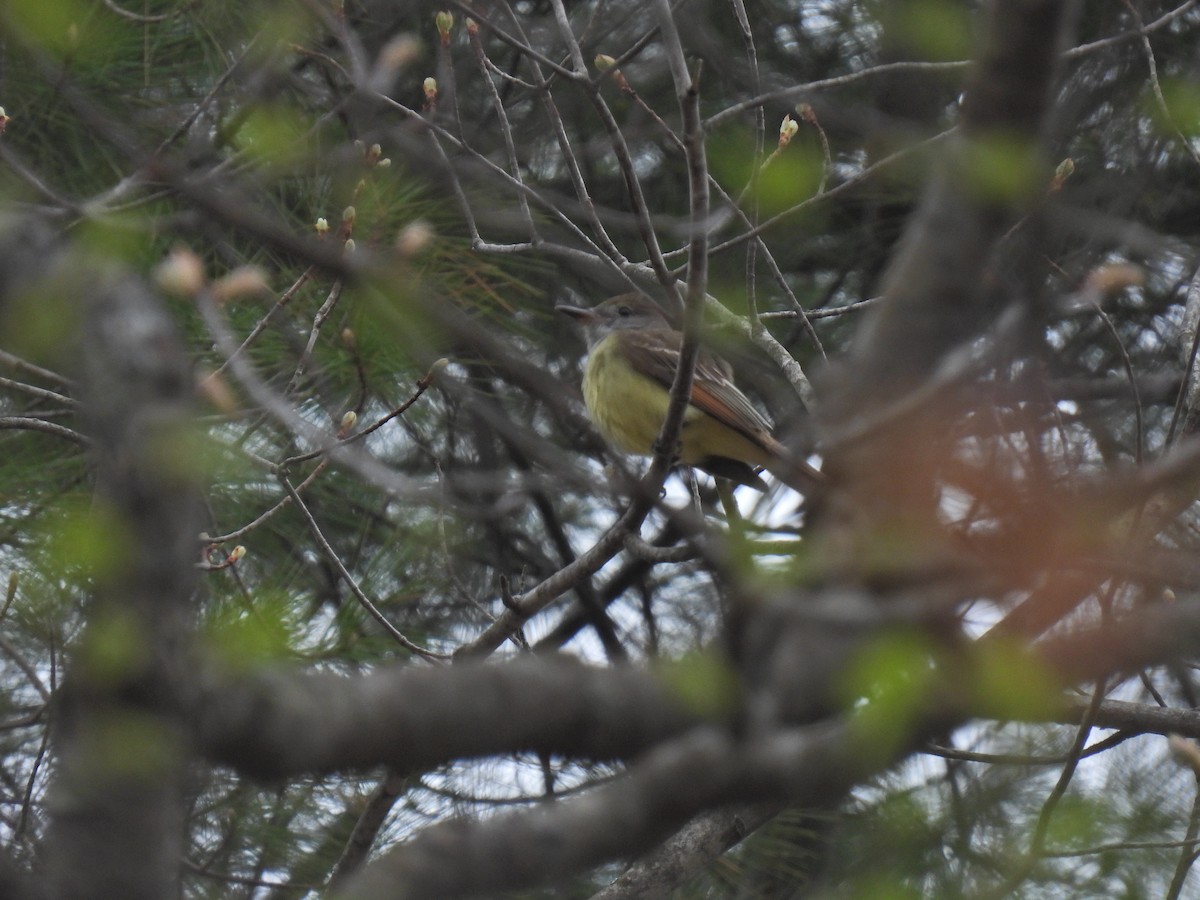 Great Crested Flycatcher - ML618518610