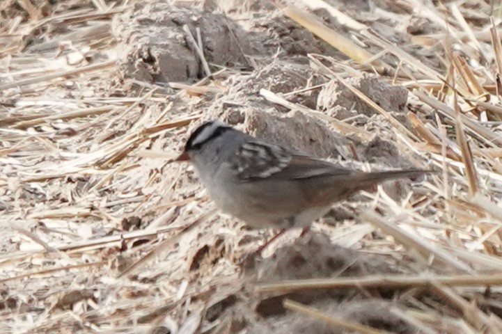 Bruant à couronne blanche (oriantha) - ML618518625