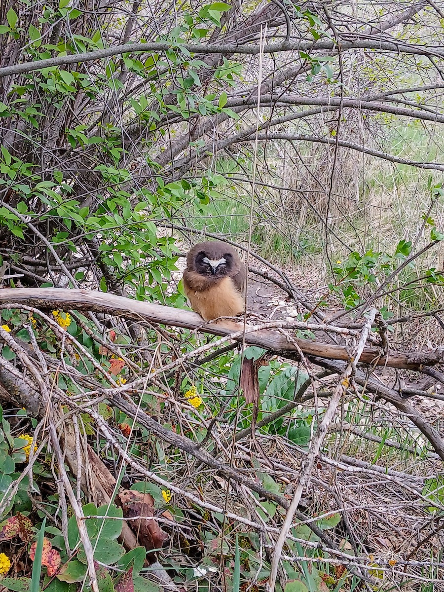 Northern Saw-whet Owl - ML618518629