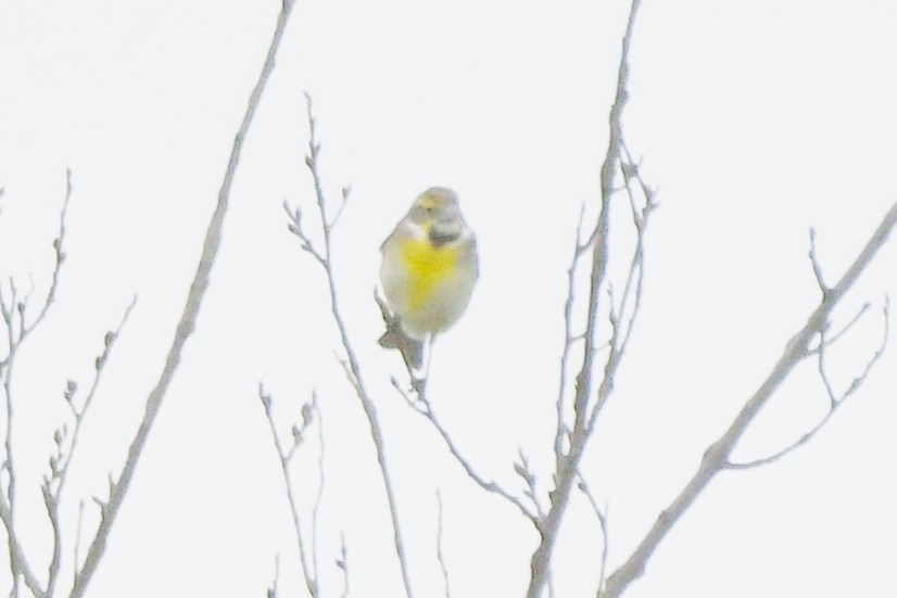 Dickcissel - ML618518640