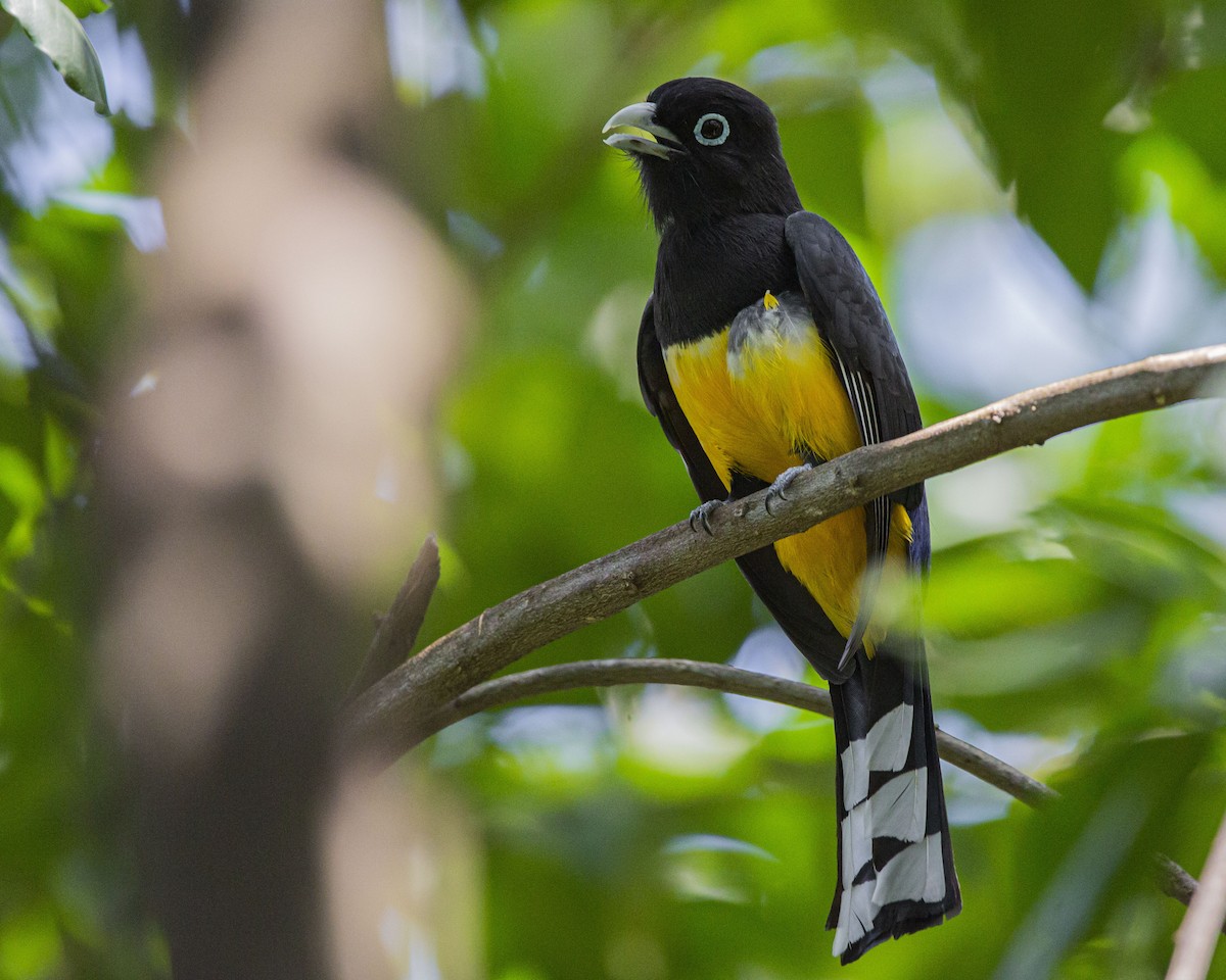 Black-headed Trogon - Josiah Vandenberg