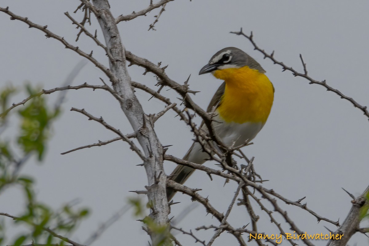 Yellow-breasted Chat - Nancy Fernández