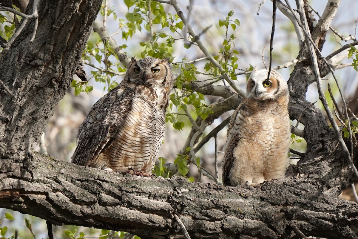 Great Horned Owl - Jason B Bidgood