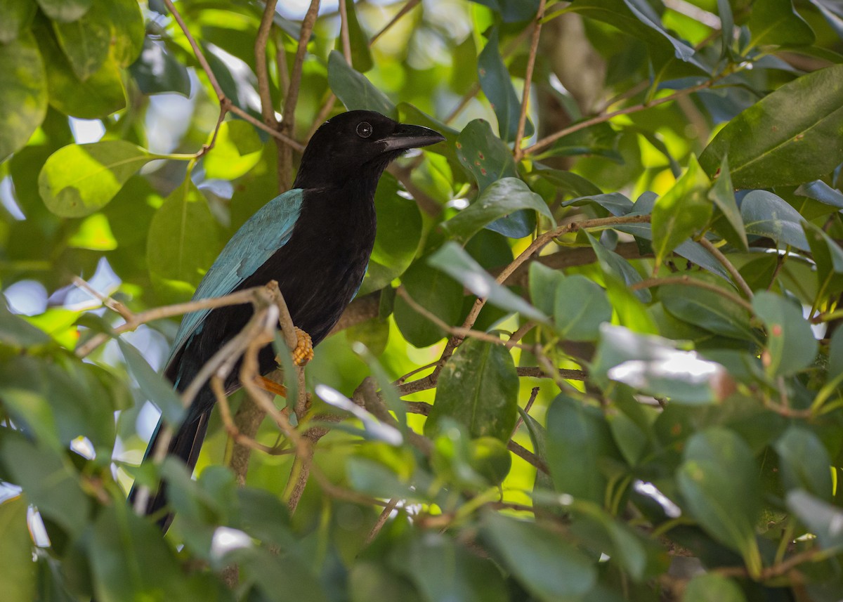 Yucatan Jay - Josiah Vandenberg