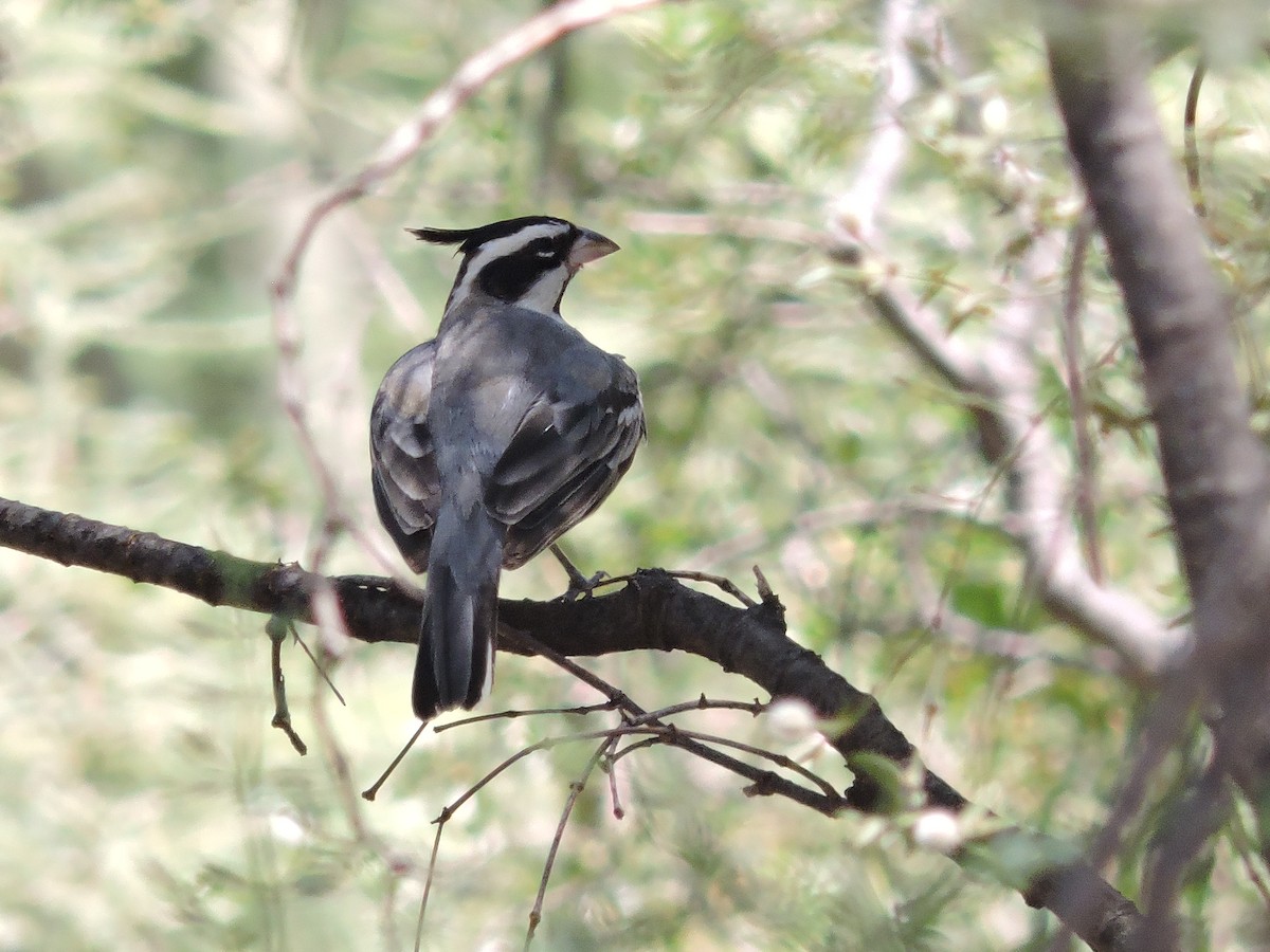 Black-crested Finch - ML618518690