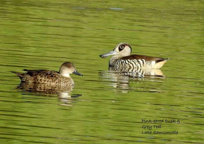 Pink-eared Duck - Marie Tarrant