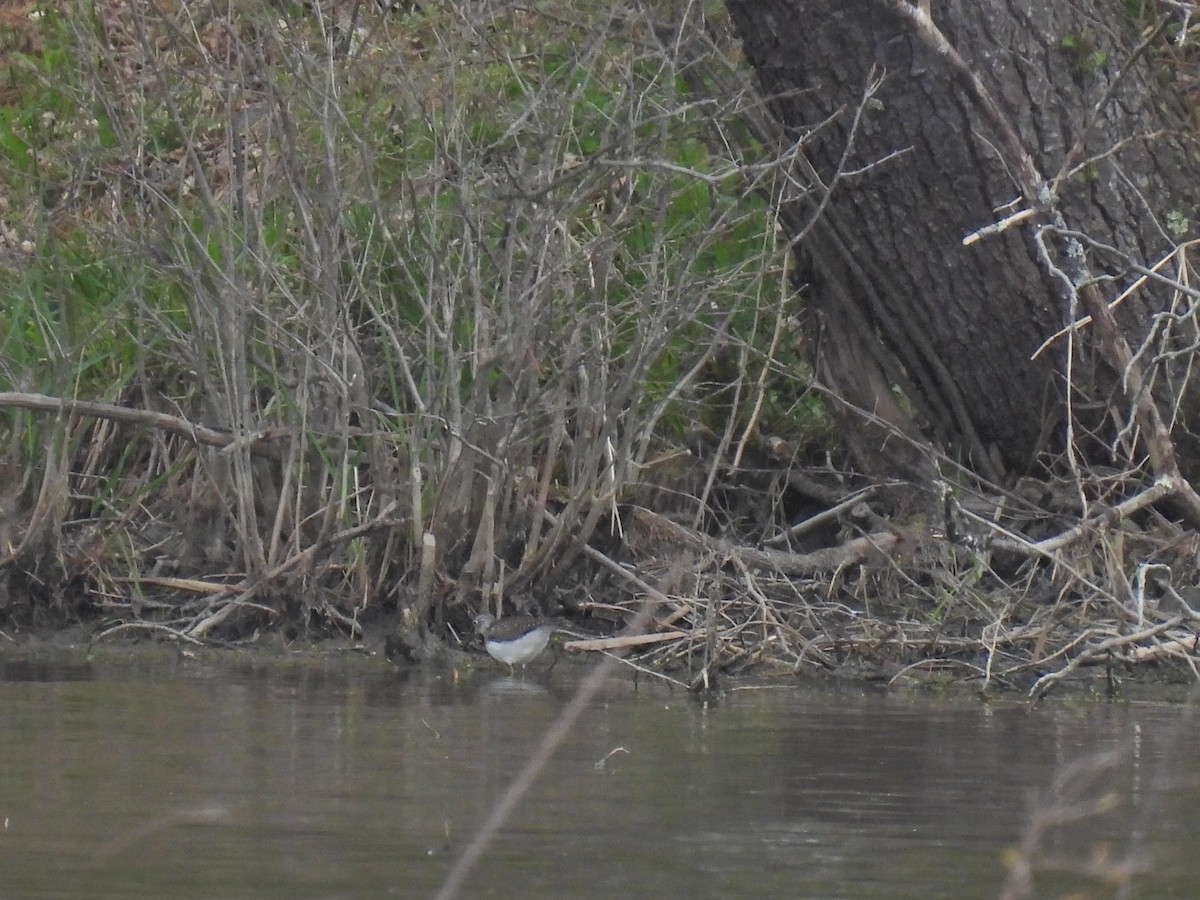 Solitary Sandpiper - James Smith