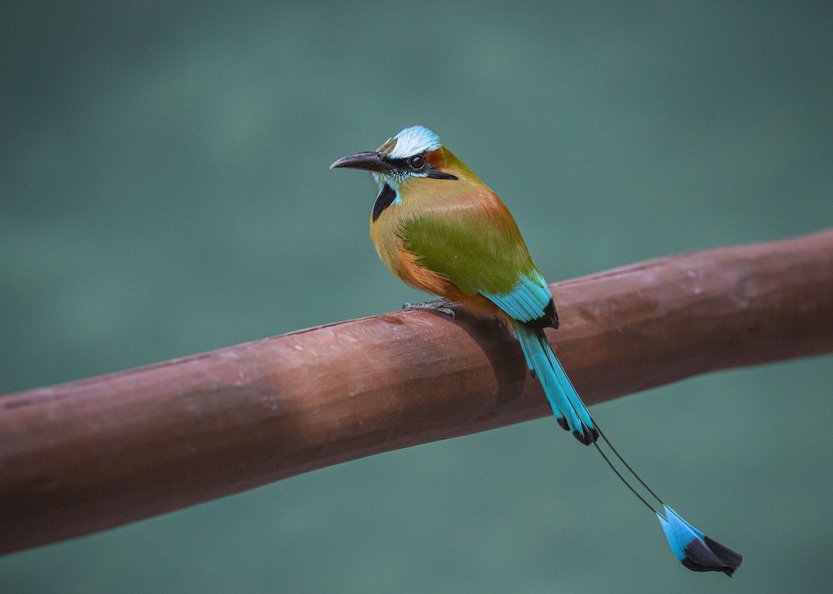 Motmot à sourcils bleus - ML618518741