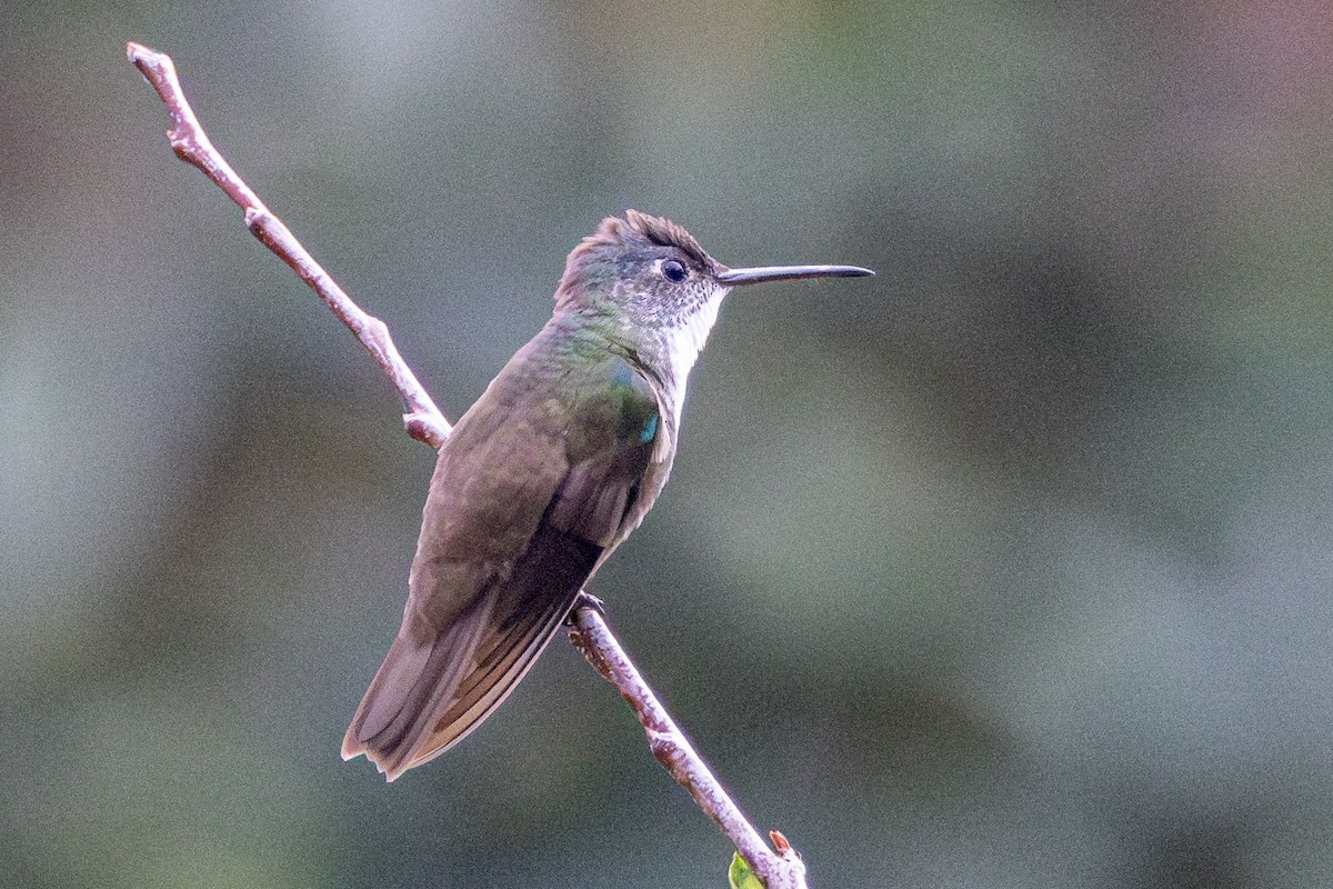 Mavi Alınlı Kolibri - ML618518760