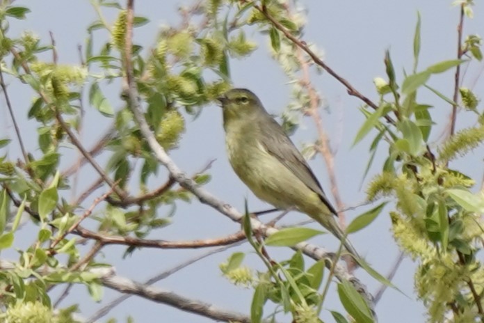 Orange-crowned Warbler - ML618518762