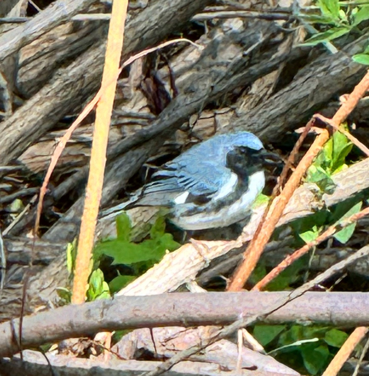 Black-throated Blue Warbler - Robert Doster