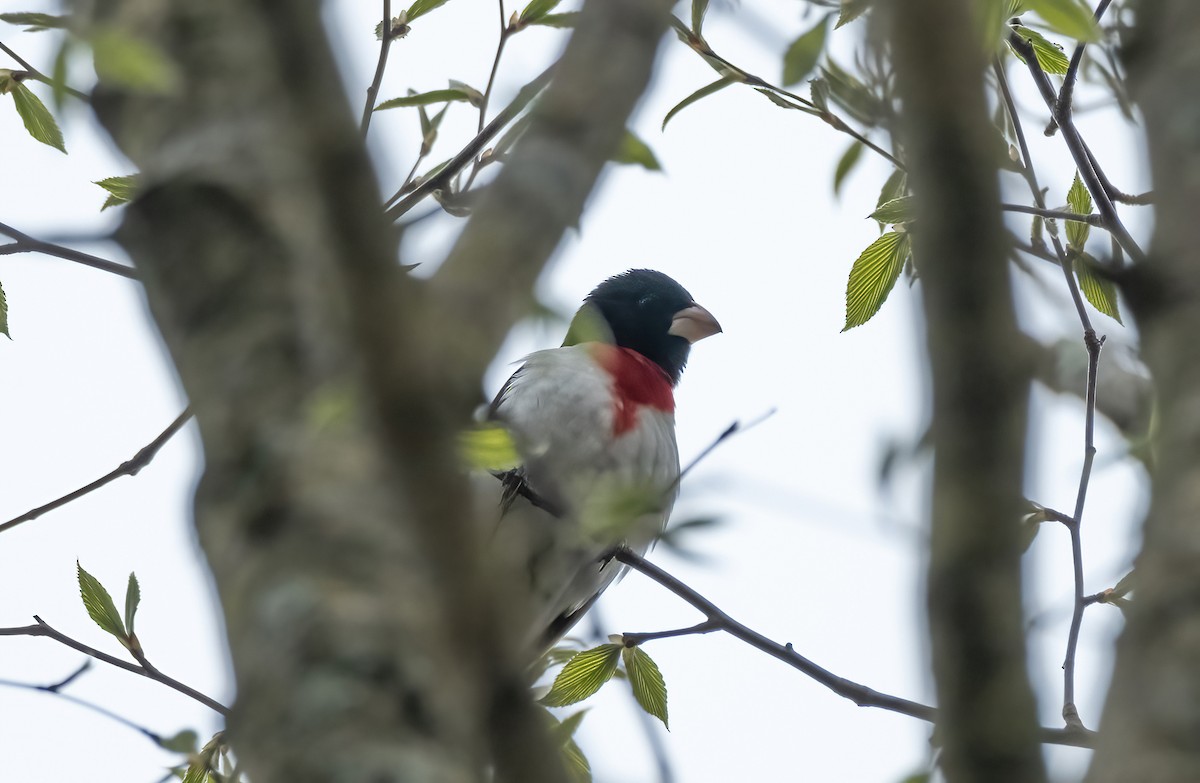 Rose-breasted Grosbeak - P Carl