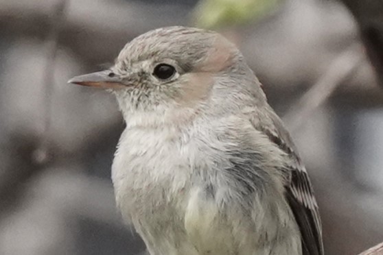 Gray/Dusky Flycatcher - ML618518785