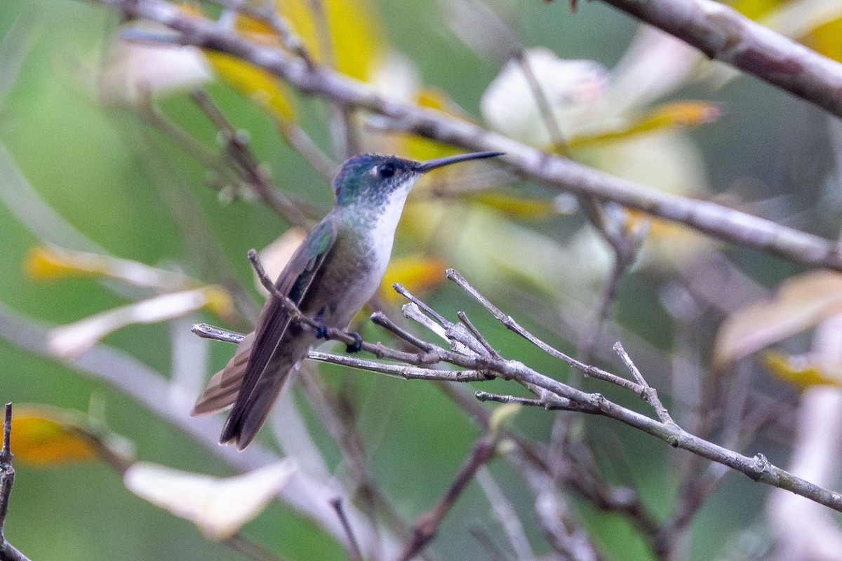 kolibřík azurovotemenný - ML618518793