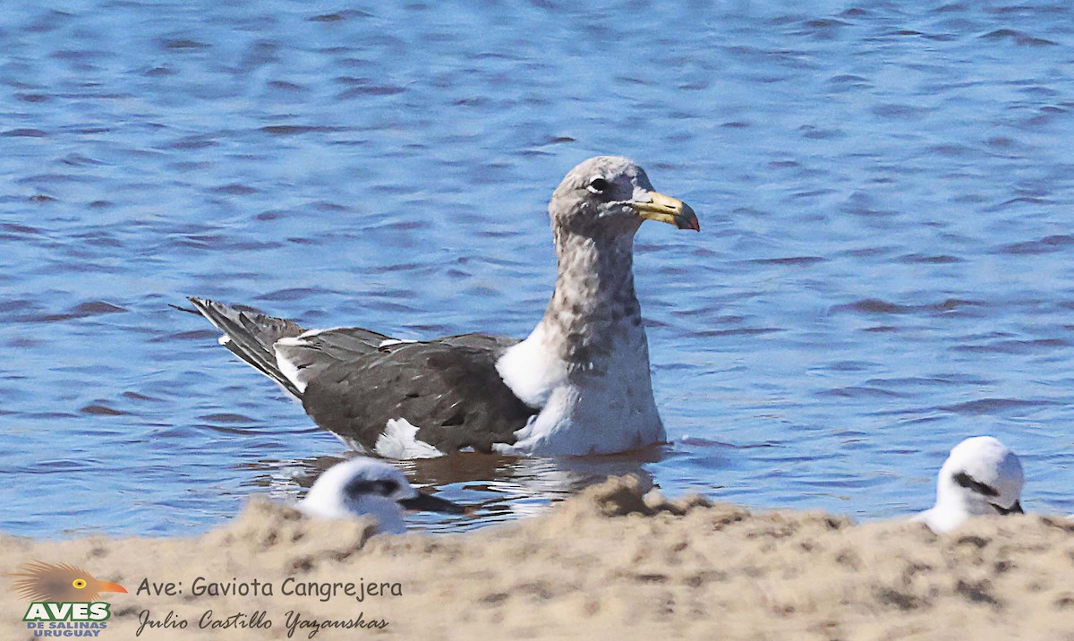 Gaviota Cangrejera - ML618518797