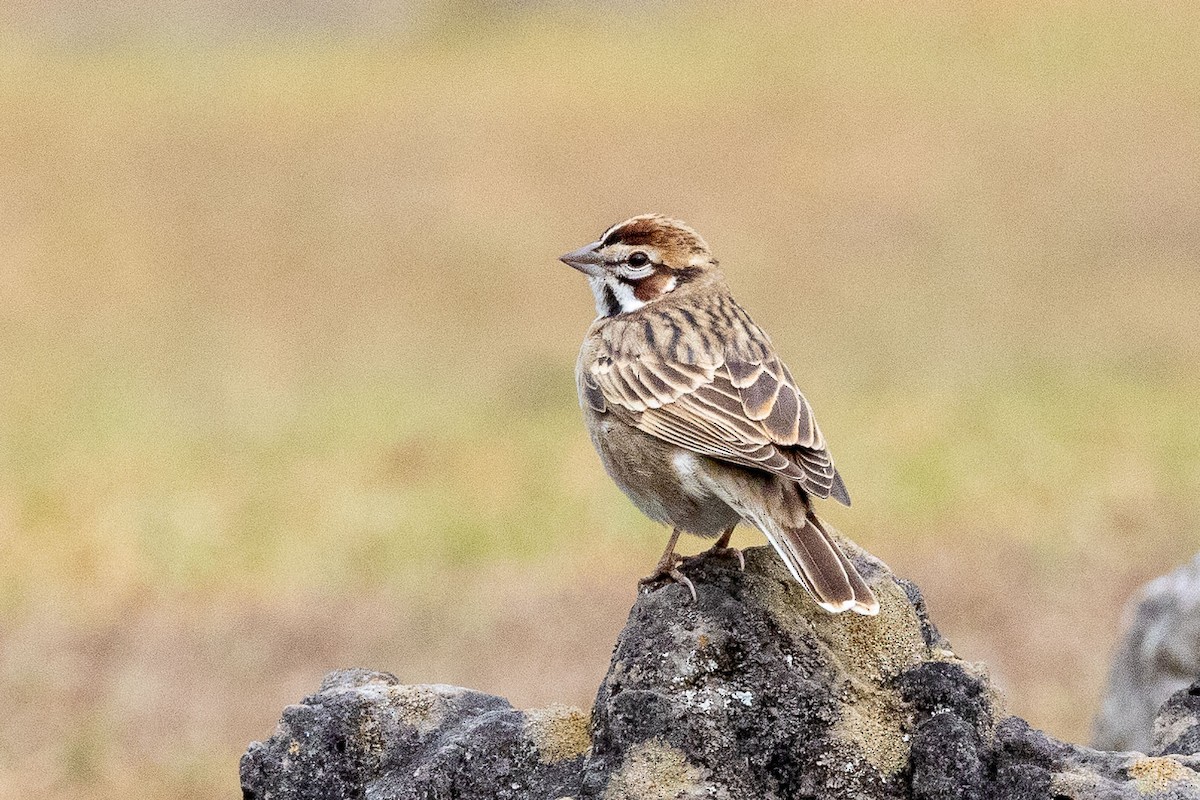 Lark Sparrow - Ken Chamberlain