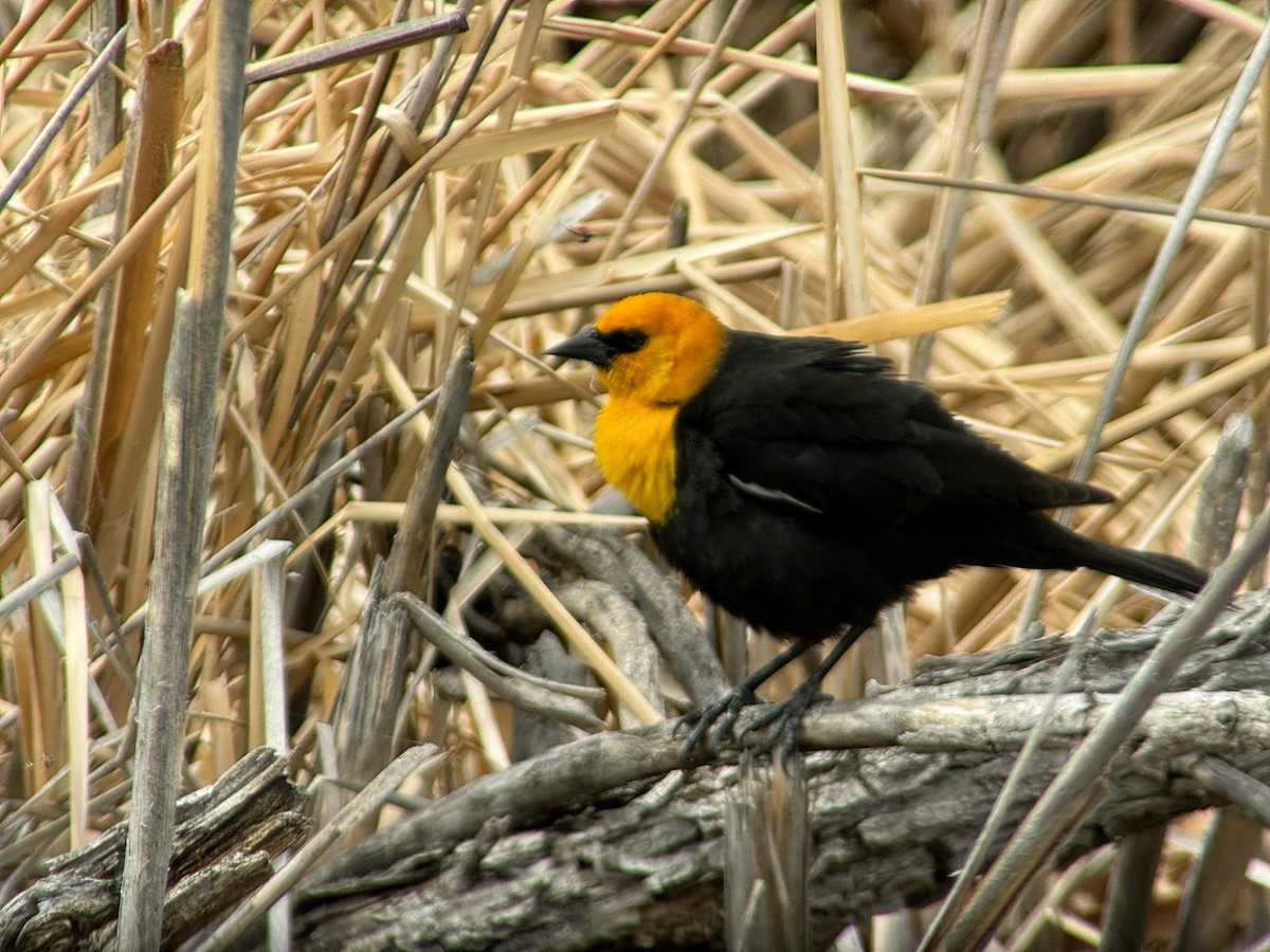 Yellow-headed Blackbird - Robert Doster