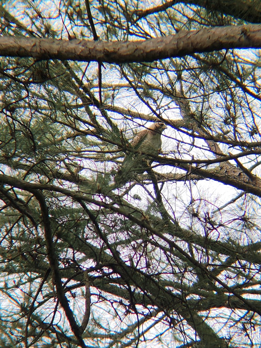 Red-tailed Hawk - Brandon Reed