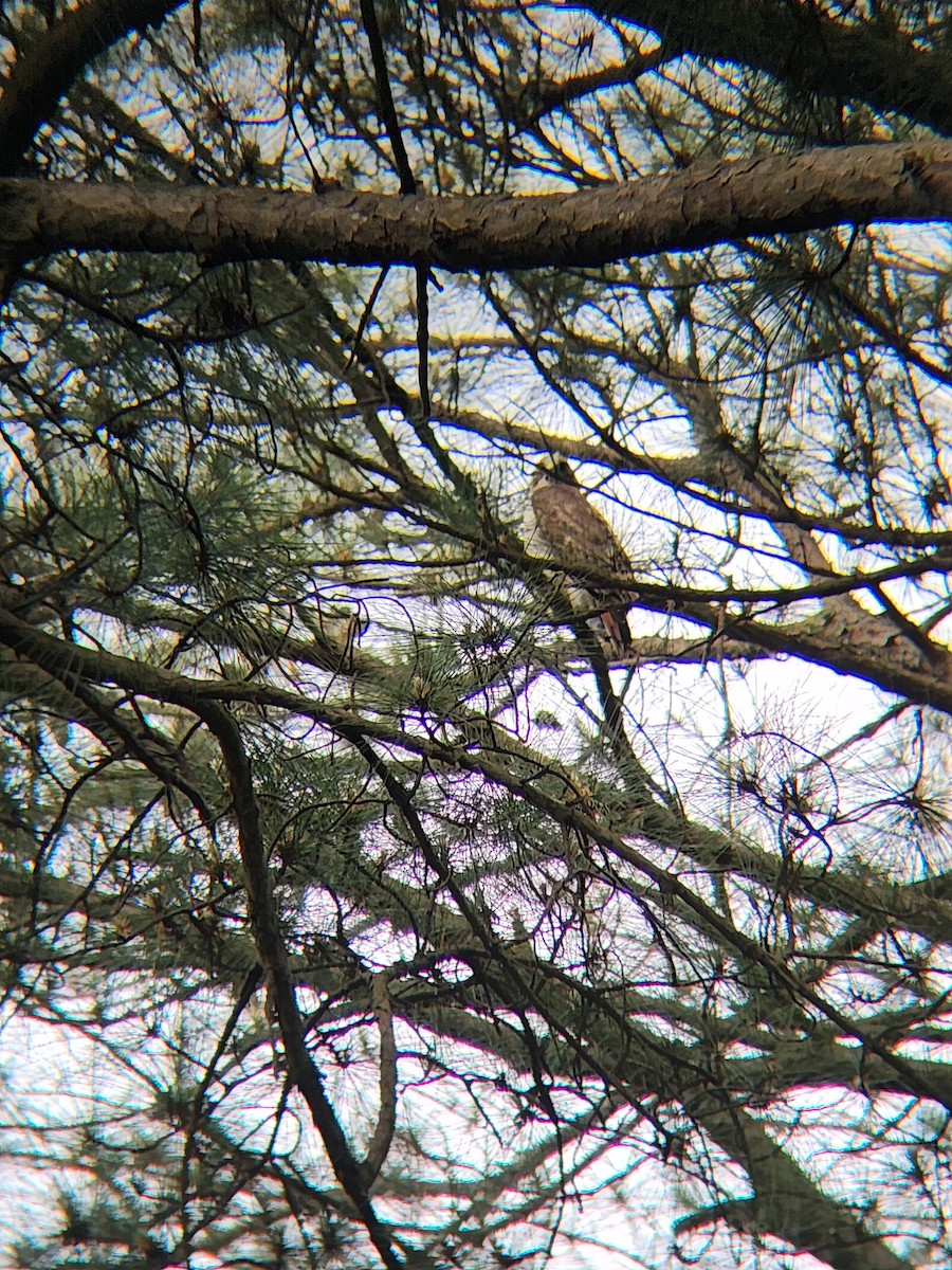 Red-tailed Hawk - Brandon Reed