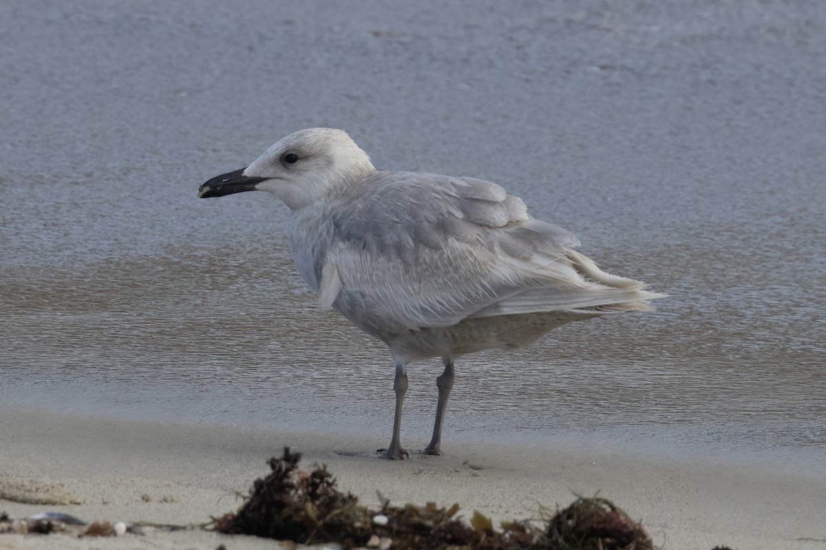 Glaucous-winged Gull - ML618518844