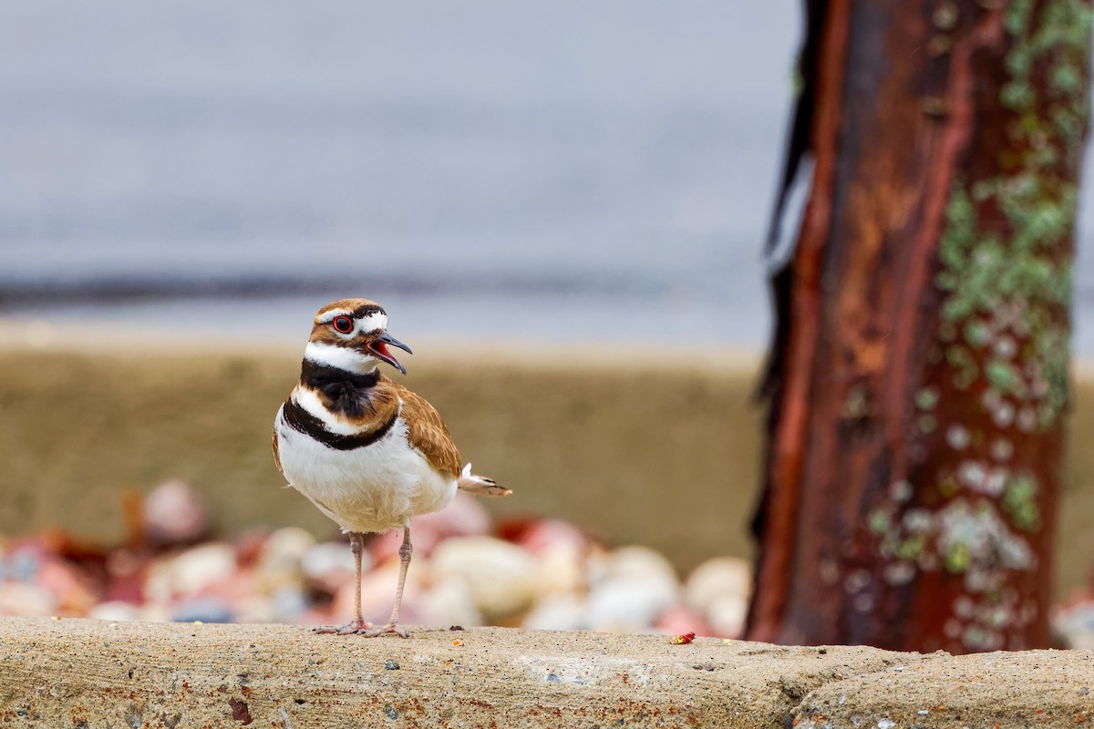 Killdeer - ML618518845