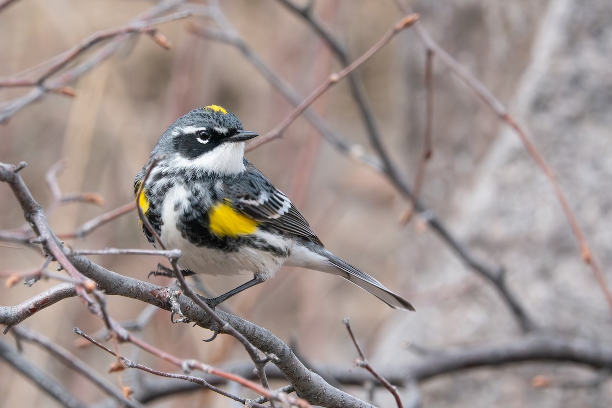Yellow-rumped Warbler (Myrtle) - Eamon Riordan-Short