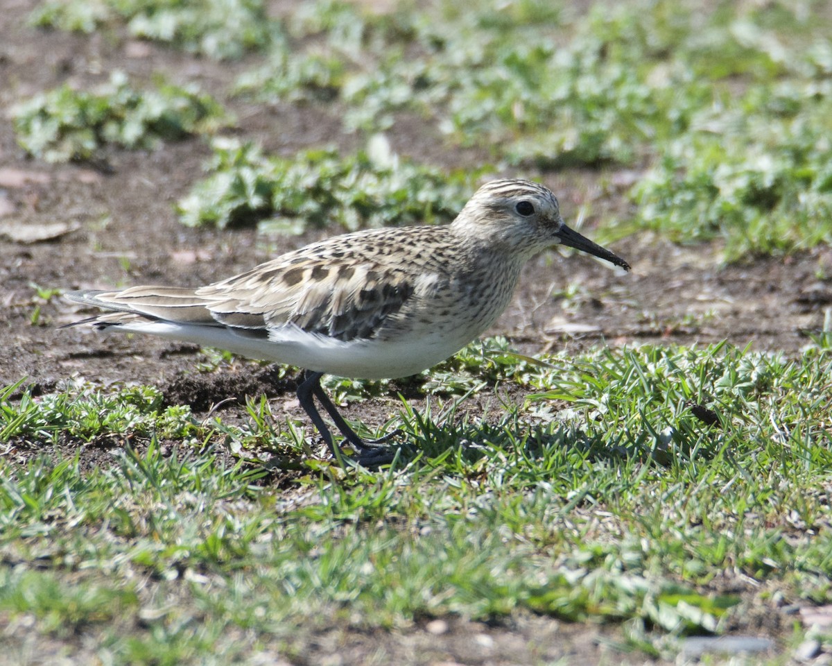 Baird's Sandpiper - Larry Waddell