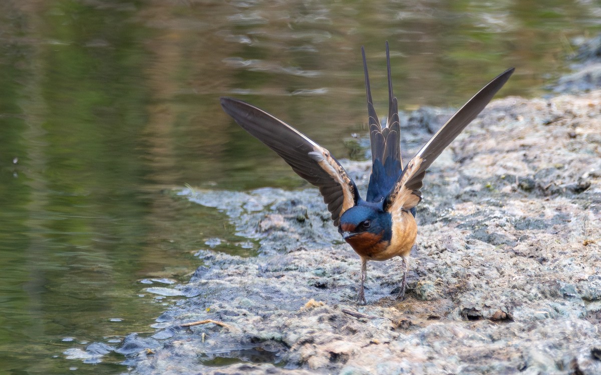 Barn Swallow - Atlee Hargis