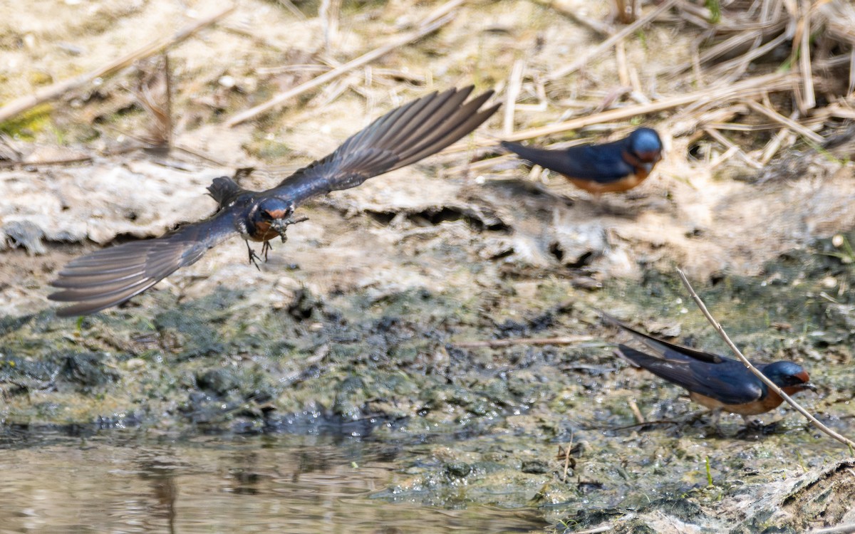 Barn Swallow - Atlee Hargis