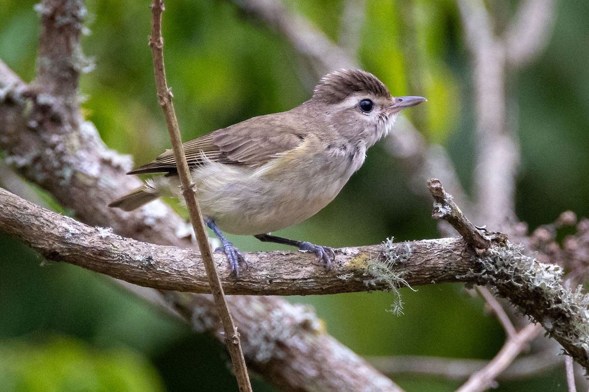 Brown-capped Vireo - ML618518931