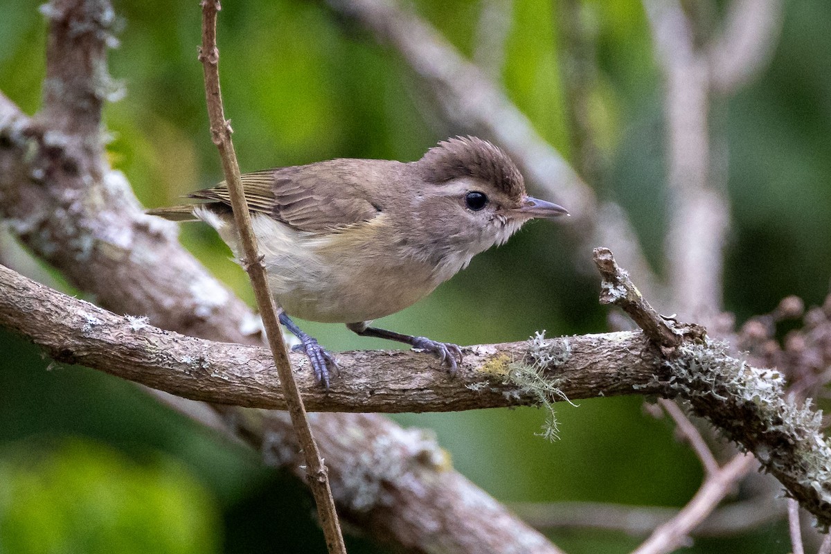 Brown-capped Vireo - Ken Chamberlain