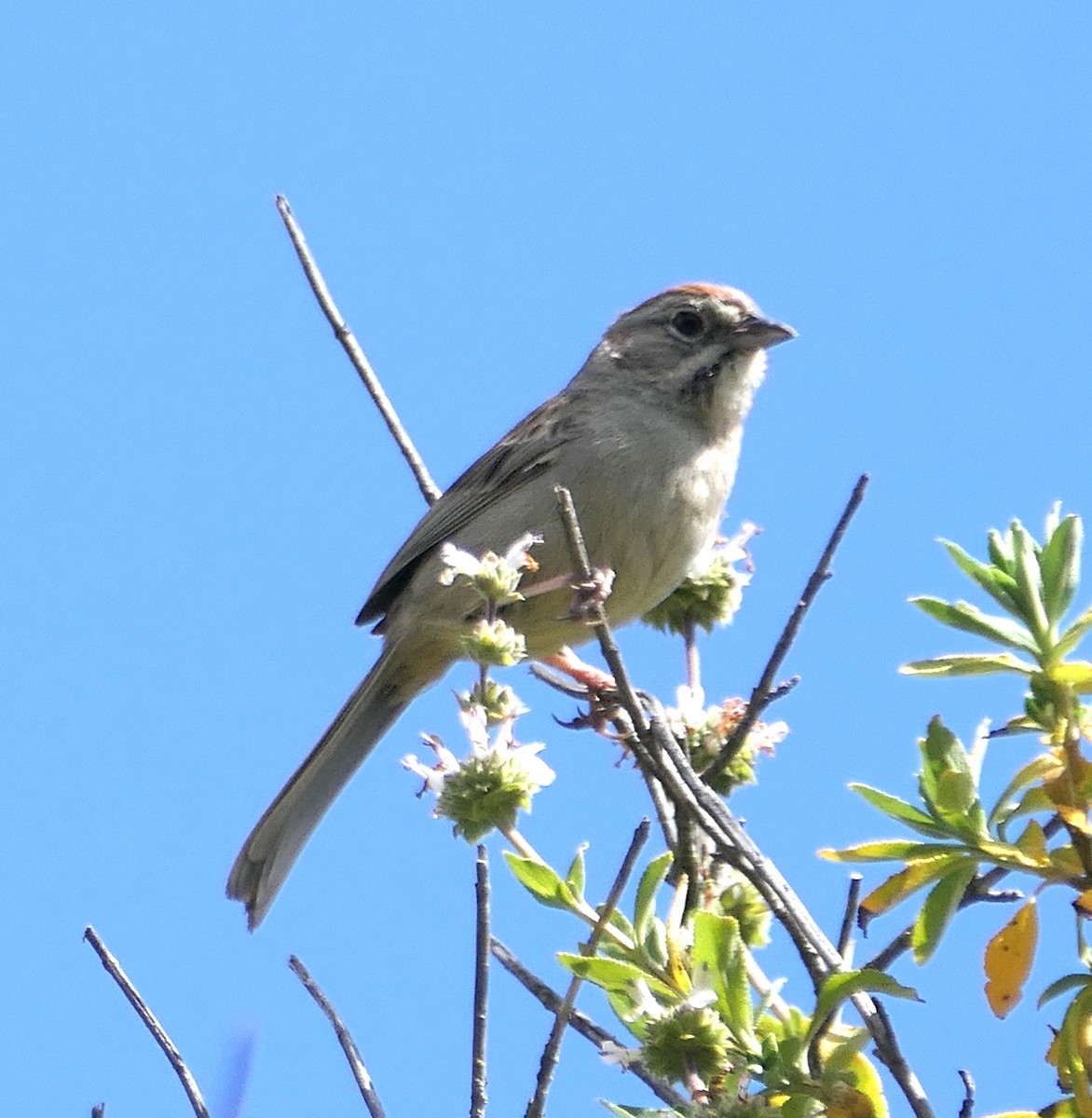 Rufous-crowned Sparrow - Melanie Barnett