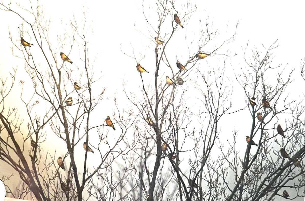 Evening Grosbeak - Pierre Howard