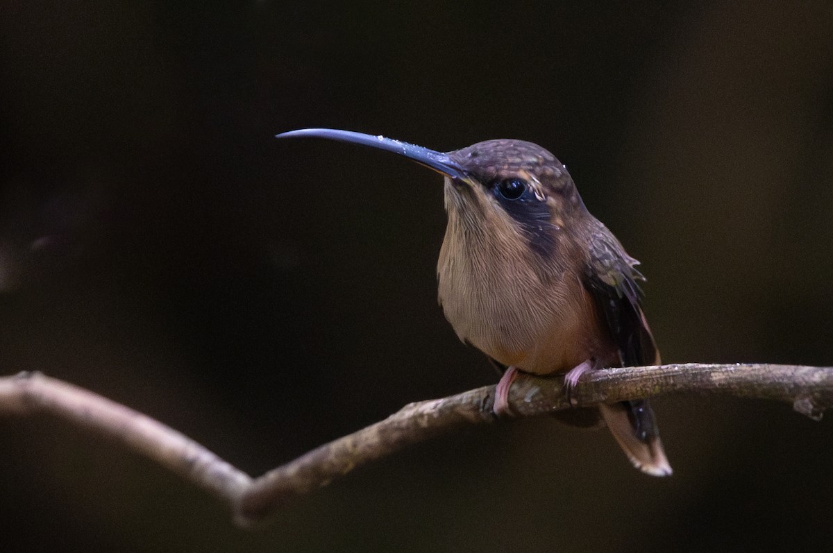 Stripe-throated Hermit - Lutz Duerselen