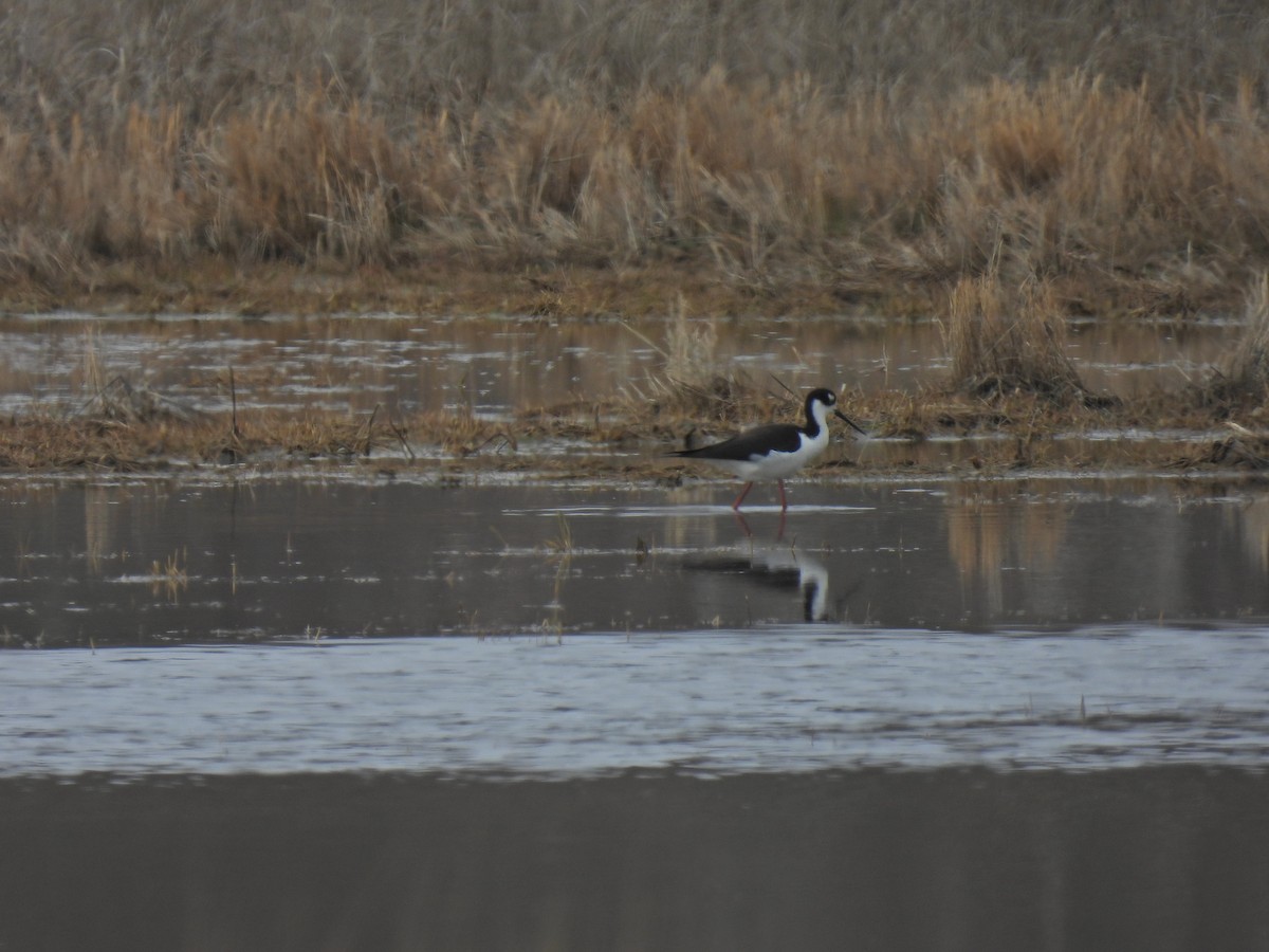 Black-necked Stilt - ML618518995