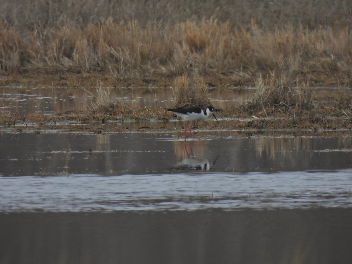 Black-necked Stilt - ML618518997