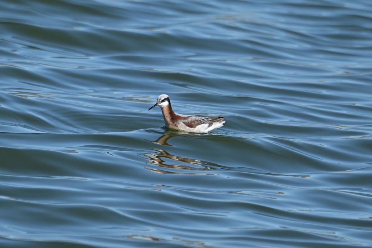 Wilson's Phalarope - ML618519013