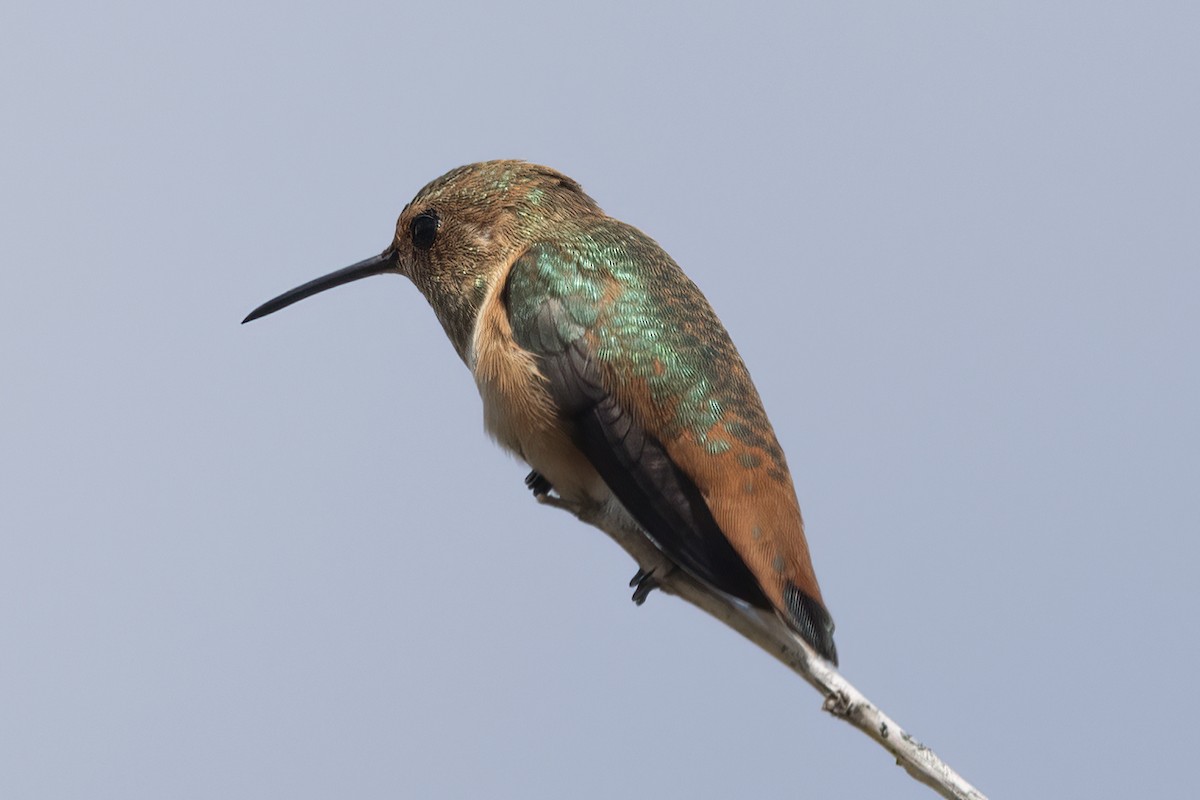 Rufous/Allen's Hummingbird - Ted Keyel