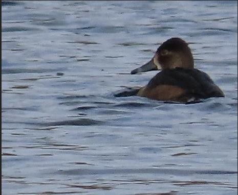 Ring-necked Duck - Mary Conant