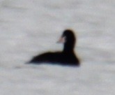 Surf Scoter - Samuel Harris