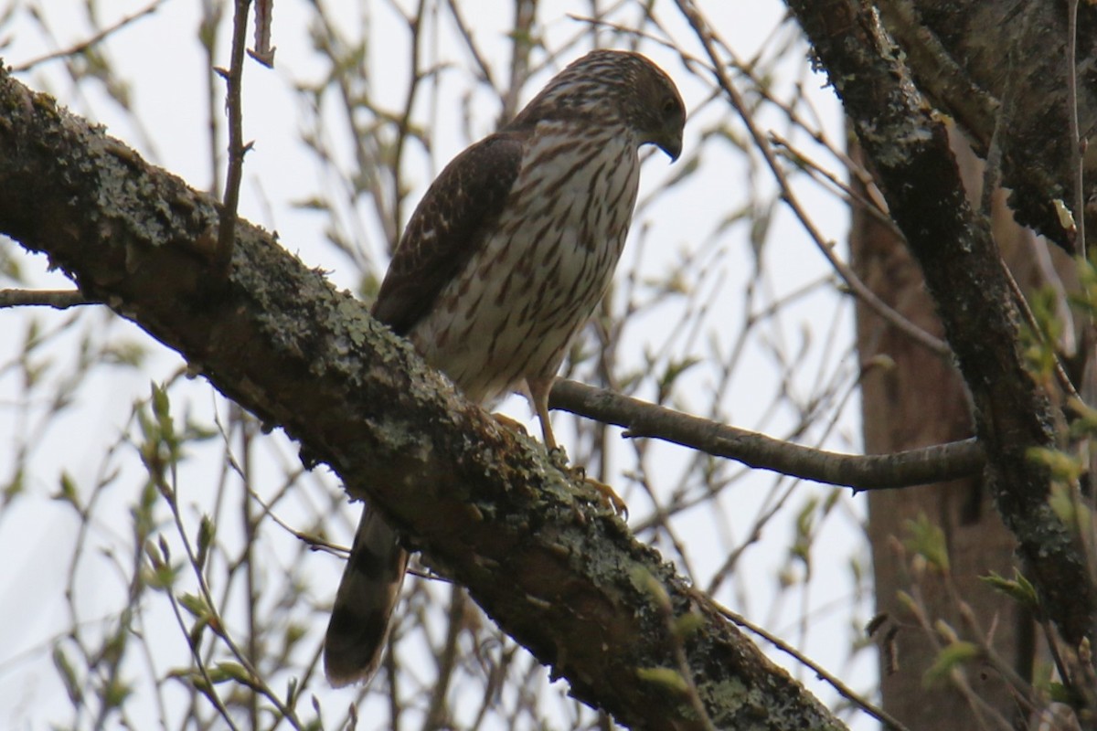 Cooper's Hawk - Linda Miller