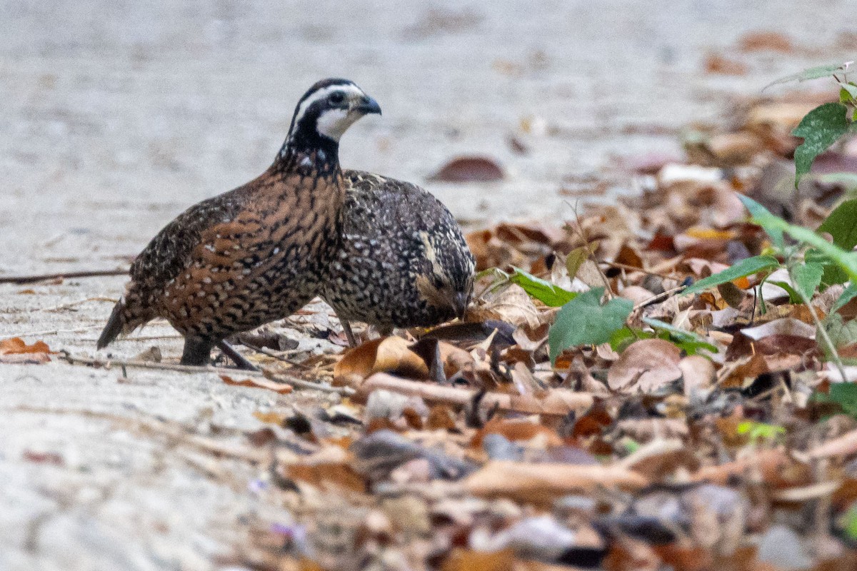 Northern Bobwhite - ML618519087