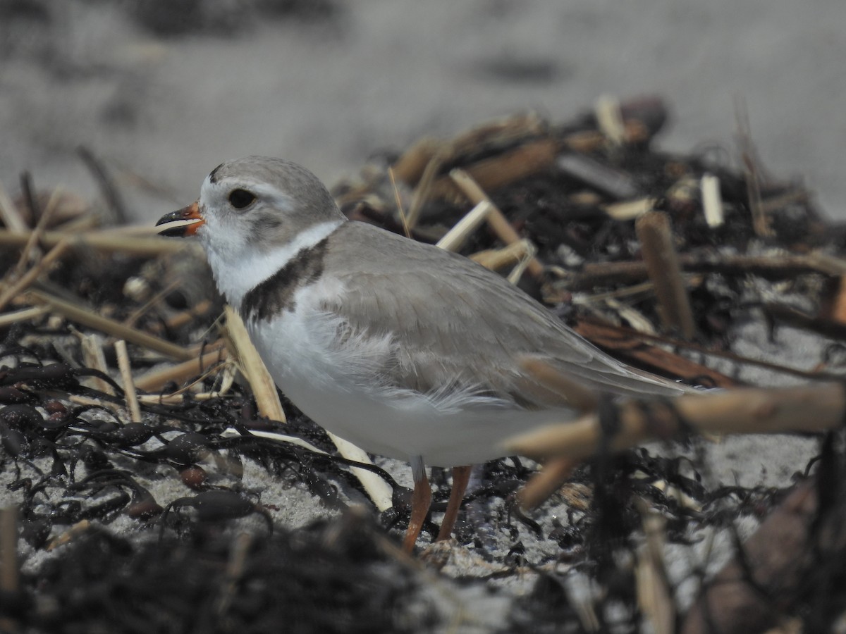 Piping Plover - James Smith