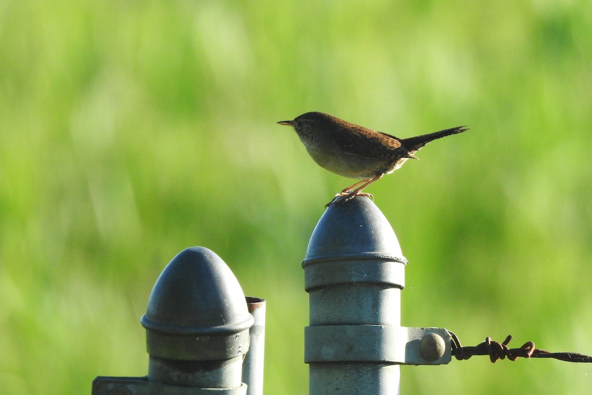 House Wren - ML618519110