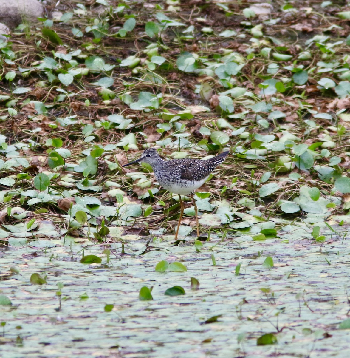 Lesser Yellowlegs - Michael Boatwright