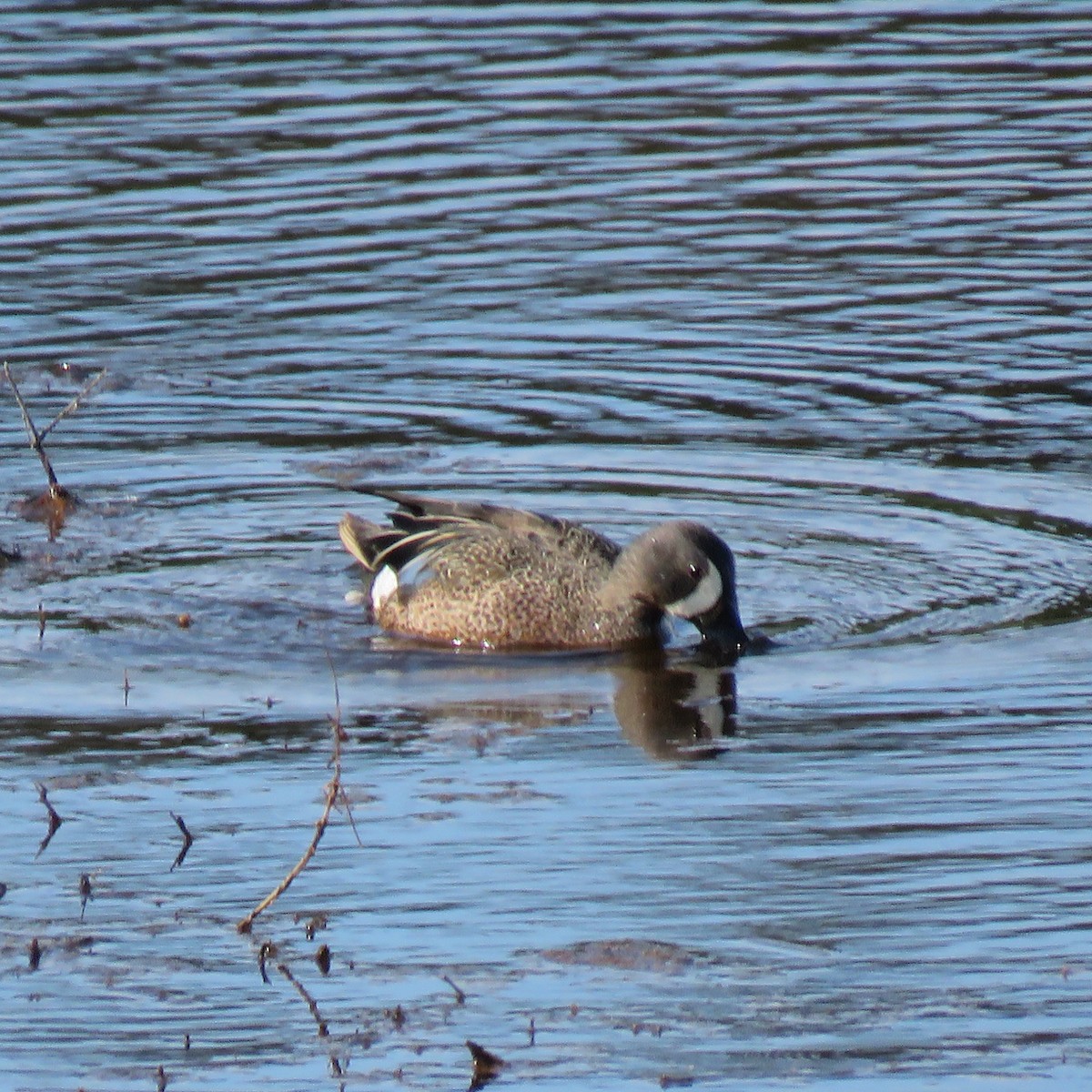 Blue-winged Teal - ML618519134