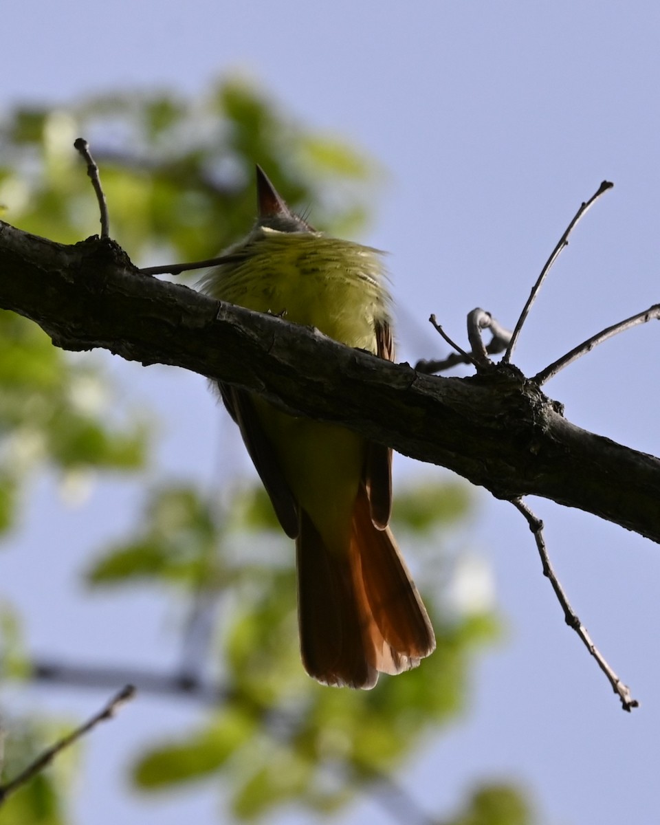 Great Crested Flycatcher - Eric Wood