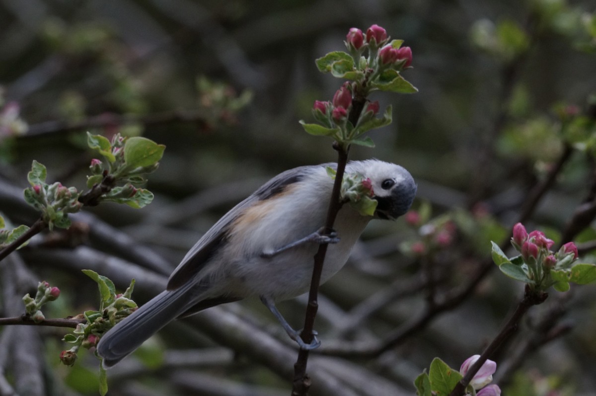 Tufted Titmouse - Brian McKay